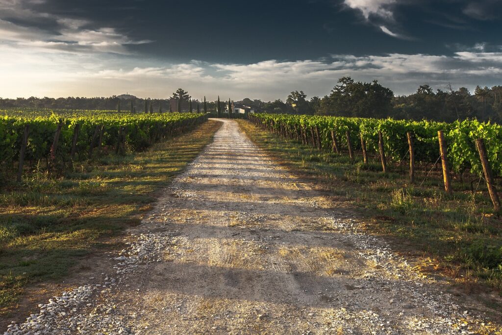 road, vineyard, countryside-428039.jpg